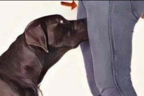 Por Que os Cachorros Cheiram as Partes Íntimas das Pessoas? 1