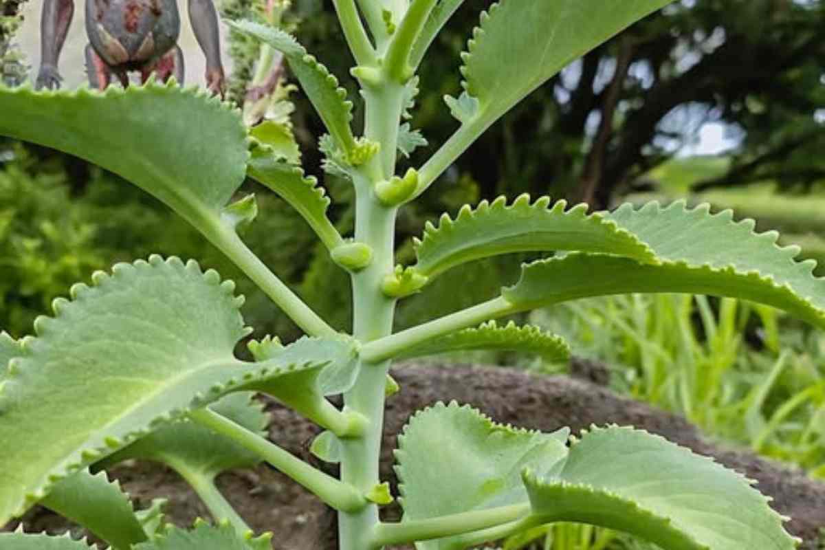 15 Propriedades Curativas Comprovadas pela Ciência dessa planta