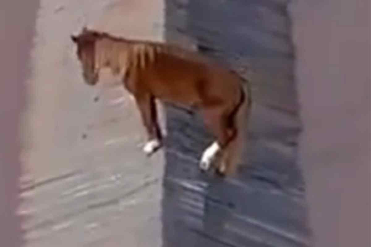 Caramelo! O Cavalo Que Sobreviveu à Enchente no Rio Grande do Sul e Tocou o Coração do Brasil