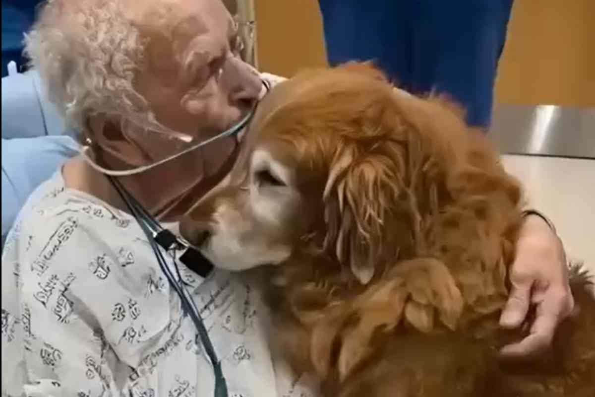 Esse golden retriever que salvou corações