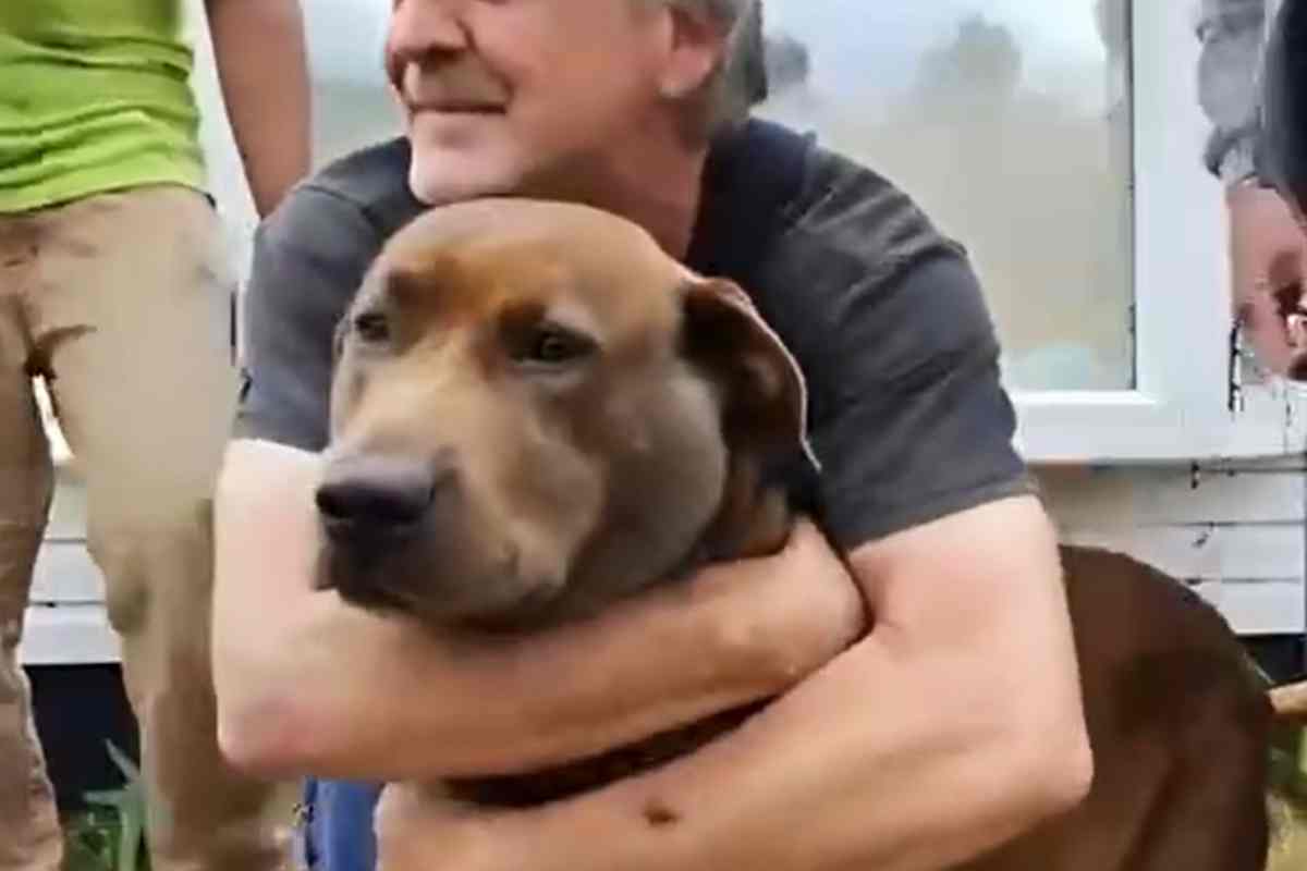 O Pedido Mais Triste! Idoso Leva Cachorro à Clínica para Eutanásia