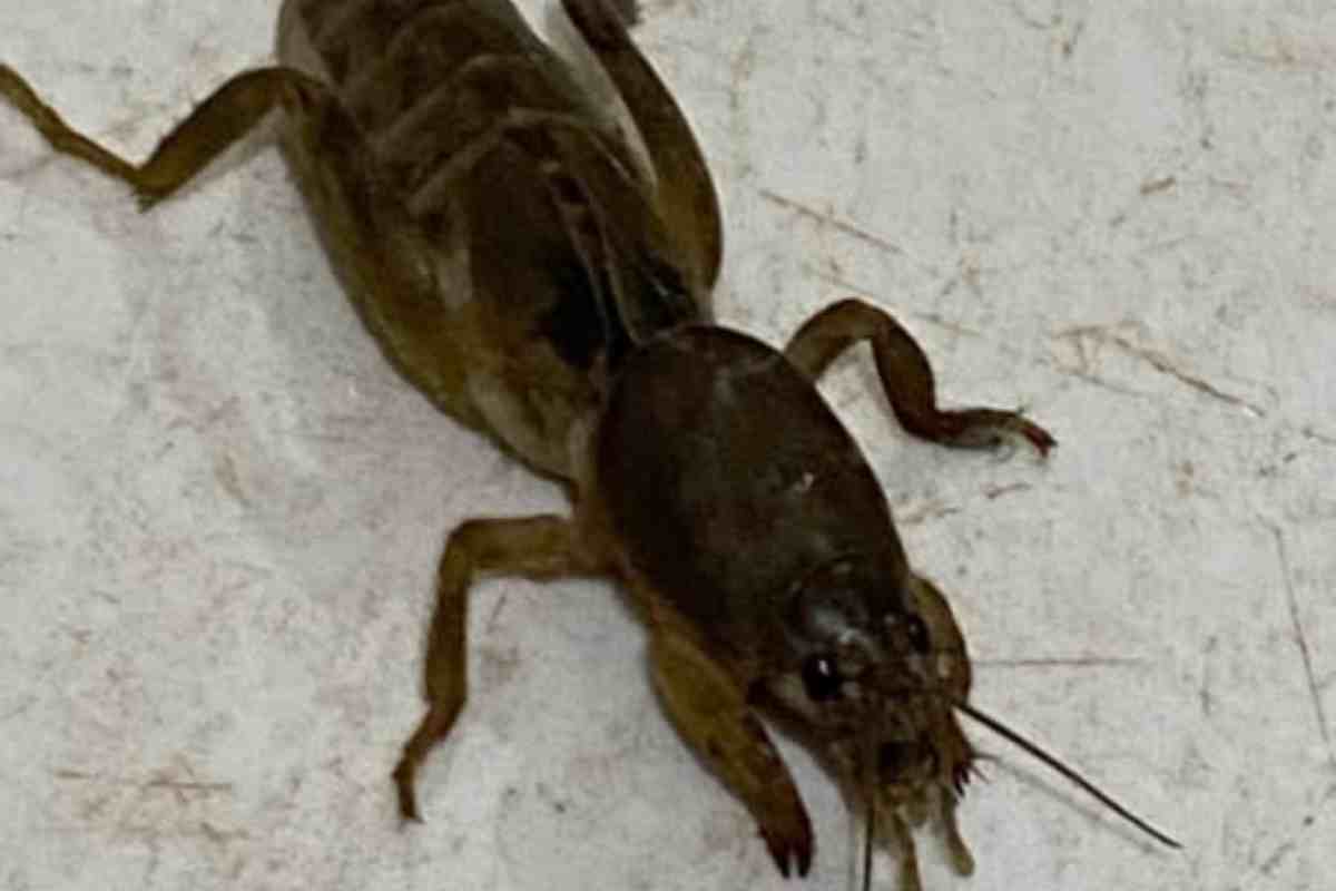 O Inseto Misterioso Que Parece Sair de um Filme de Ficção